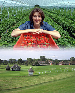 Kent-grown fruits to be enjoyed by golf fans visiting county for Open Championship